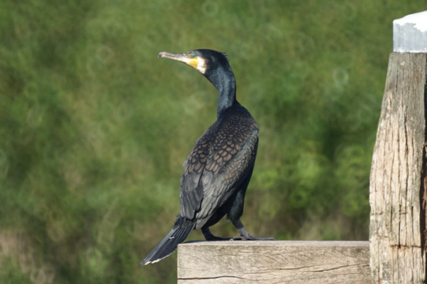 aalscholver