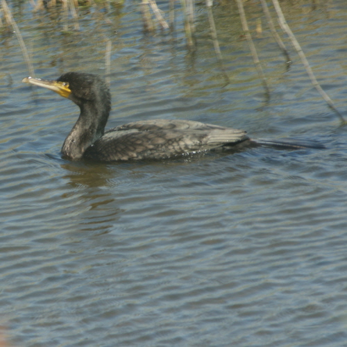 aalscholver