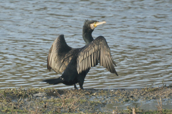 aalscholver