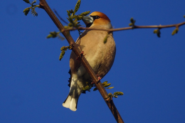 appelvink