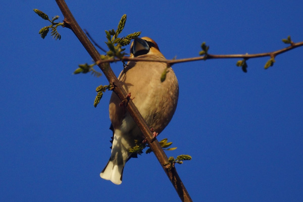 appelvink
