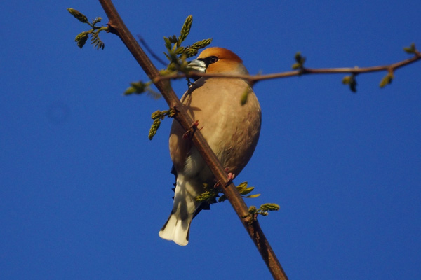 appelvink