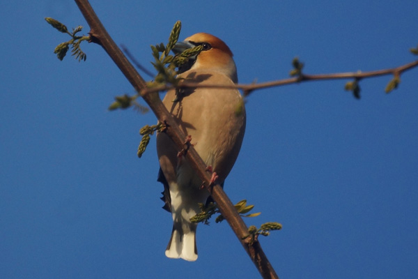 appelvink