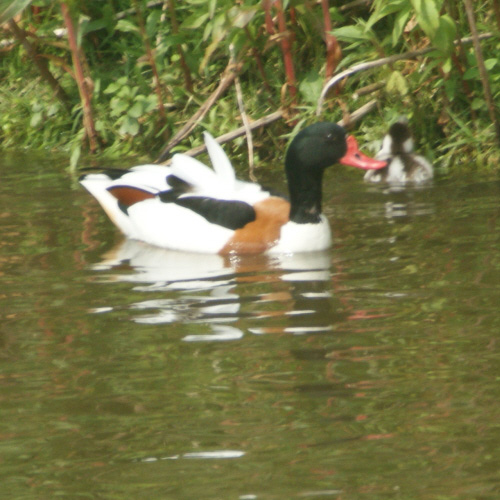 aalscholver