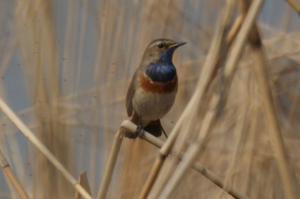 blauwborst