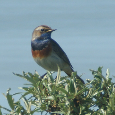 blauwborst