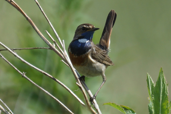 blauwborst