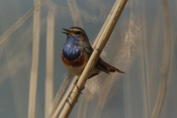 blauwborst