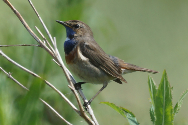 blauwborst