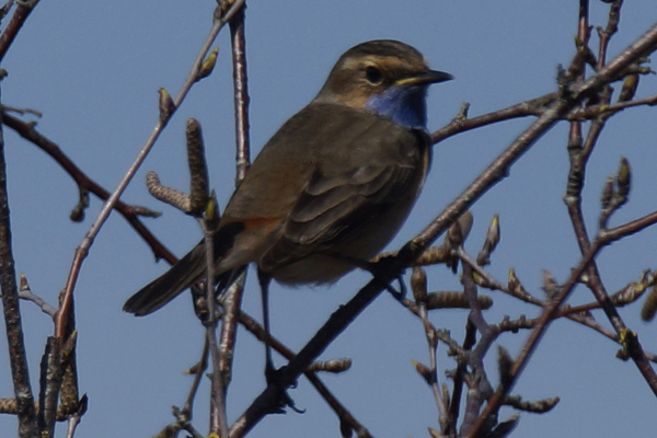 blauwborst
