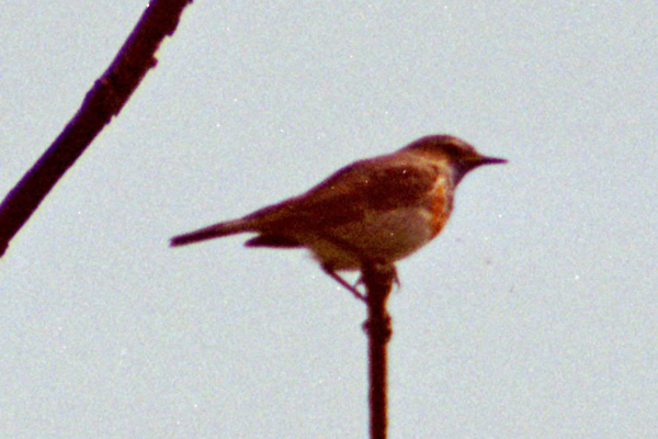 blauwborst