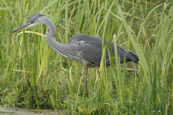 blauwe reiger