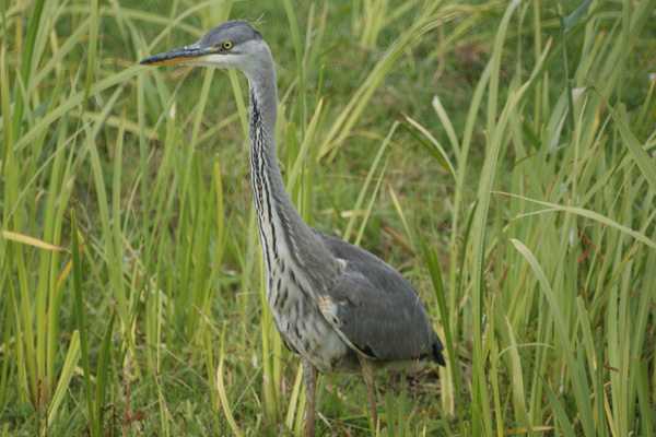 blauwe reiger