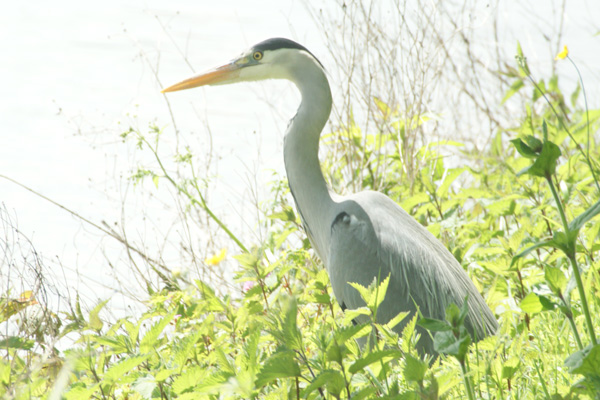 blauwe reiger