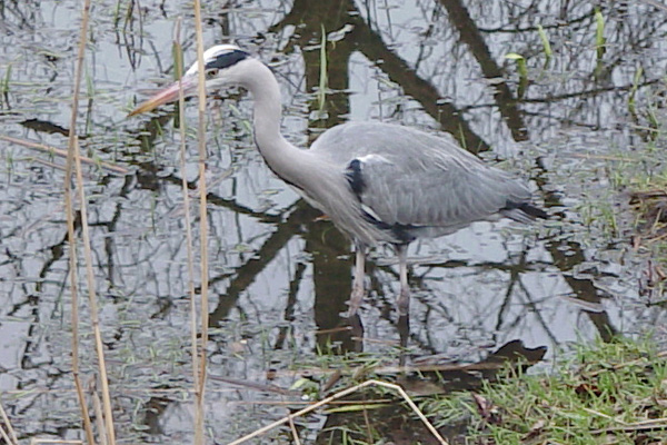 blauwe reiger