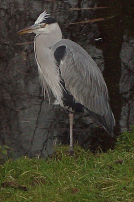blauwe reiger