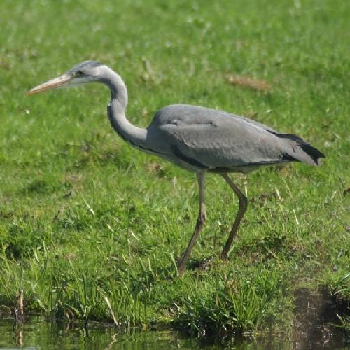 blauwe reiger