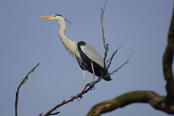 blauwe reiger