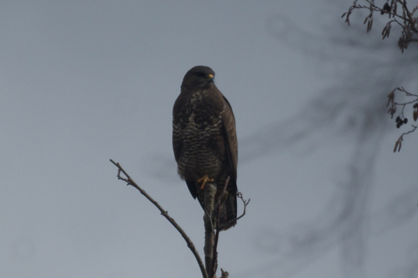 buizerd