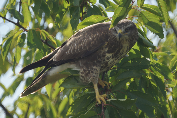 buizerd
