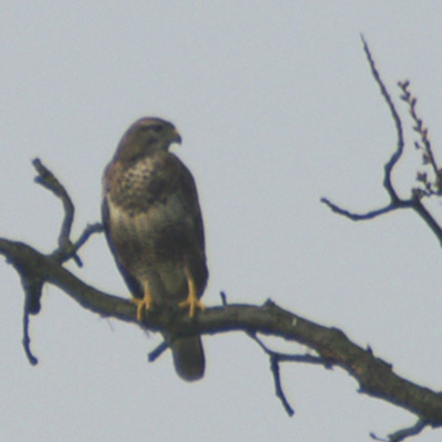 buizerd