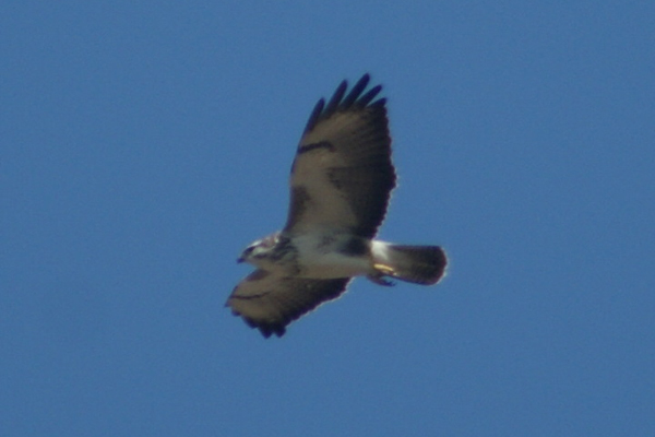 buizerd