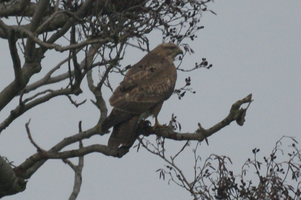 buizerd