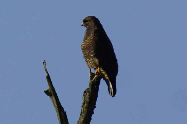 buizerd