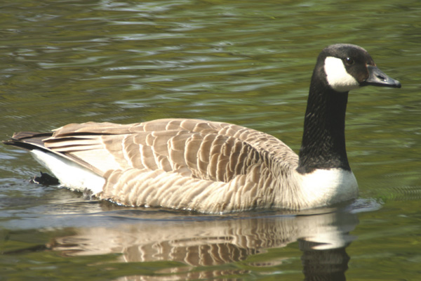 canadese gans