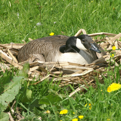canadese gans