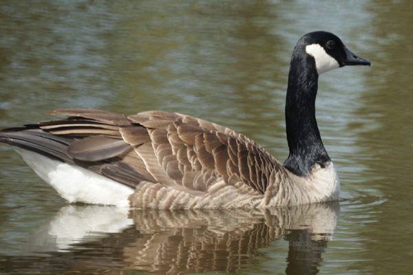 canadese gans