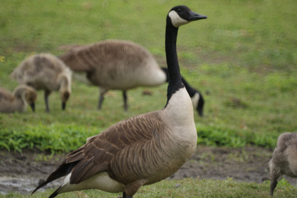 canadese gans