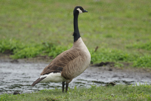 canadese gans