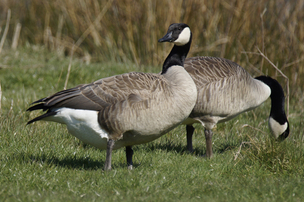 canadese gans