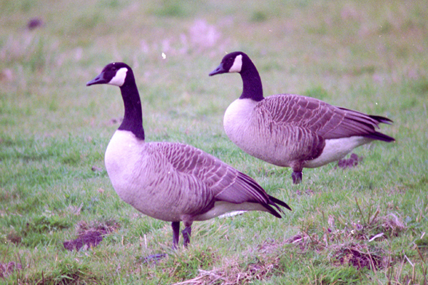 canadese gans