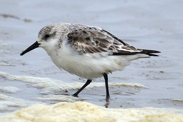 drieteenstrandloper