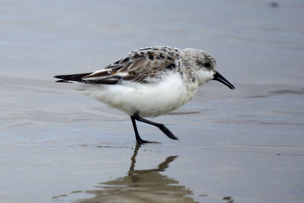 drieteenstrandloper