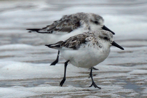 drieteenstrandloper
