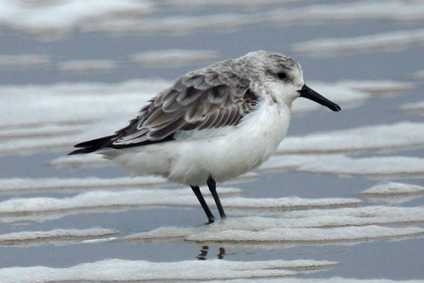 drieteenstrandloper