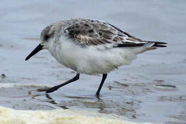 drieteenstrandloper
