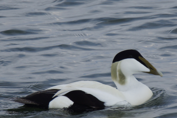 eider