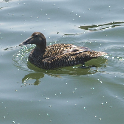 eider