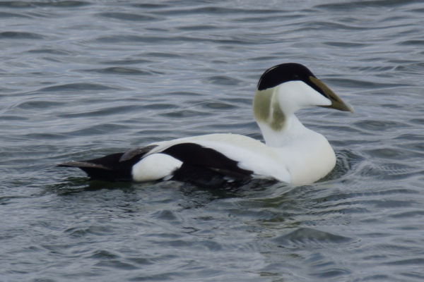 eider