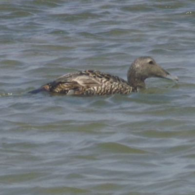 eider