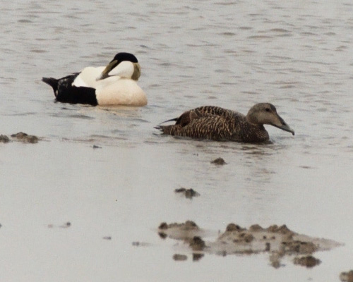eider