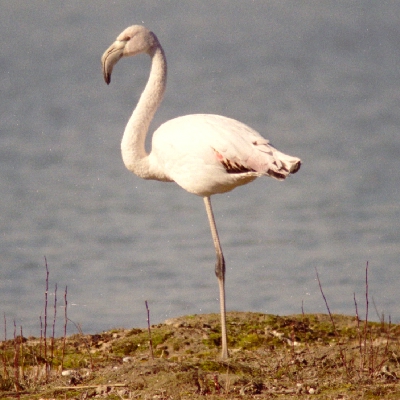 flamingo