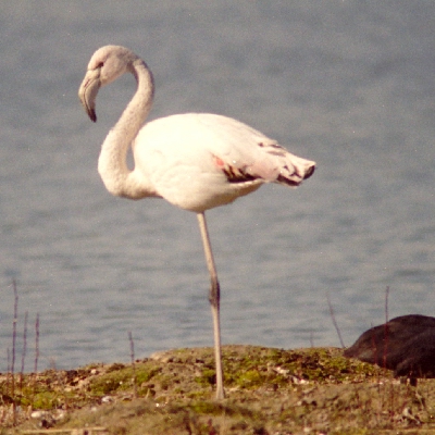flamingo