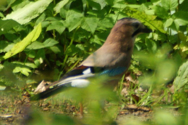gaai