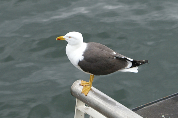 geelpootmeeuw