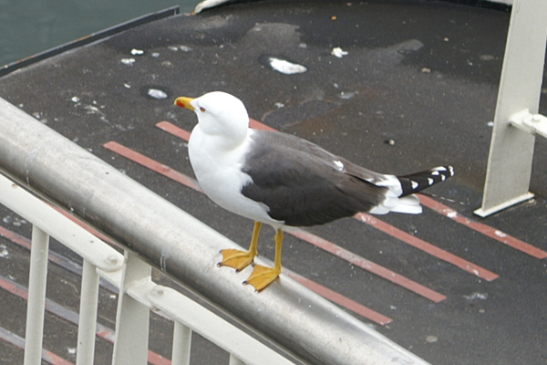 geelpootmeeuw